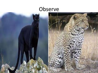 Observe
 