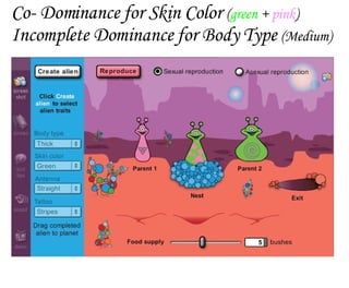 Co- Dominance for Skin Color  ( green  +  pink ) Incomplete Dominance for Body Type  (Medium) 