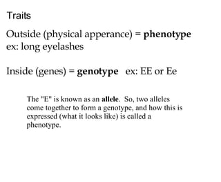 Traits Outside (physical apperance) =  phenotype   ex: long eyelashes Inside (genes) =  genotype   ex: EE or Ee The "E" is known as an  allele .  So, two alleles come together to form a genotype, and how this is expressed (what it looks like) is called a phenotype.  