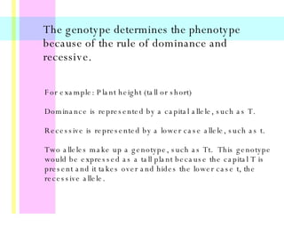 The genotype determines the phenotype because of the rule of dominance and recessive. For example: Plant height (tall or short) Dominance is represented by a capital allele, such as T. Recessive is represented by a lower case allele, such as t.  Two alleles make up a genotype, such as Tt.  This genotype would be expressed as a tall plant because the capital T is present and it takes over and hides the lower case t, the recessive allele. 