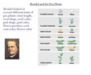 Mendel looked at several different traits of pea plants: stem length, seed shape, seed color, pod shape, pod color, flower position, seed coat color, flower color Mendel and his Pea Plants 