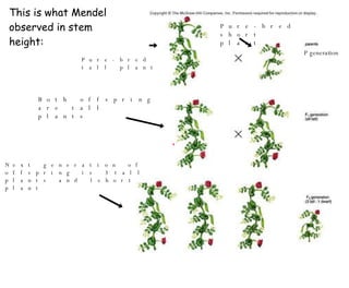 This is what Mendel observed in stem height: Pure-bred tall plant Pure-bred short plant P generation Both offspring are tall plants Next generation of offspring is 3 tall plants and 1 short plant 