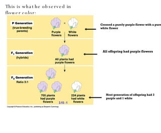 This is what he observed in flower color:  Crossed a purely purple flower with a purely white flower All offspring had purple flowers Next generation of offspring had 3 purple and 1 white 