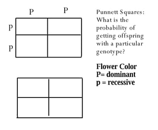 Punnett Squares: What is the probability of getting offspring with a particular genotype? Flower Color  P= dominant  p = recessive P P p p 