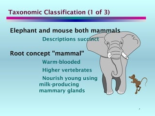 7
Taxonomic Classification (1 of 3)
Elephant and mouse both mammals
Descriptions succinct
Root concept "mammal"
Warm-blooded
Higher vertebrates
Nourish young using
milk-producing
mammary glands
 