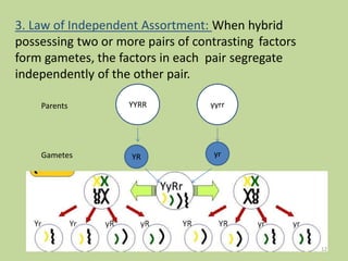 3. Law of Independent Assortment: When hybrid
possessing two or more pairs of contrasting factors
form gametes, the factors in each pair segregate
independently of the other pair.
YYRR yyrr
YR yr
Parents
Gametes
12
 