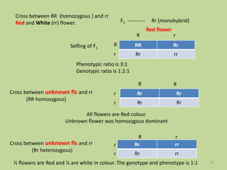 RR Rr
Rr rr
Cross between RR (homozygous ) and rr
Red and White (rr) flower.
R r
R
r
F1 ---------- Rr (monohybrid)
Phenotypic ratio is 3:1
Genotypic ratio is 1:2:1
Cross between unknown fls and rr
Selfing of F1
Red flower
Rr Rr
Rr Rr
R R
r
r
All flowers are Red colour.
Unknown flower was homozygous dominant
Cross between unknown fls and rr Rr rr
Rr rr
R r
r
r
½ flowers are Red and ½ are white in colour. The genotype and phenotype is 1:1
(RR homozygous)
(Rr heterozygous)
13
 