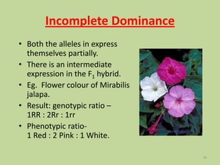 Incomplete Dominance
• Both the alleles in express
themselves partially.
• There is an intermediate
expression in the F1 hybrid.
• Eg. Flower colour of Mirabilis
jalapa.
• Result: genotypic ratio –
1RR : 2Rr : 1rr
• Phenotypic ratio-
1 Red : 2 Pink : 1 White.
16
 