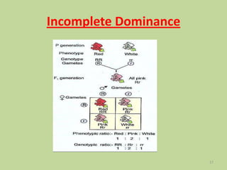 Incomplete Dominance
17
 