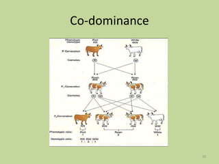 Co-dominance
19
 