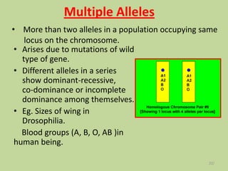 Multiple Alleles
• Arises due to mutations of wild
type of gene.
• Different alleles in a series
show dominant-recessive,
co-dominance or incomplete
dominance among themselves.
• Eg. Sizes of wing in
Drosophilia.
Blood groups (A, B, O, AB )in
human being.
• More than two alleles in a population occupying same
locus on the chromosome.
22/
 