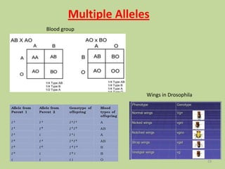 Multiple Alleles
Blood group
Wings in Drosophila
23
 