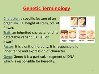 Genetic Terminology
Factor: It is a unit of heredity. It is responsible for
inheritance and expression of character.
Gene: Gene: It is a particular segment of DNA
which is responsible for heredity.
Character: a specific feature of an
organism. Eg. height of stem, col. of
flower.
Trait: an inherited character and its
detectable variant. Eg. Tall or
dwarf.
4
 