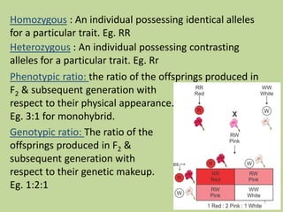 Homozygous : An individual possessing identical alleles
for a particular trait. Eg. RR
Phenotypic ratio: the ratio of the offsprings produced in
F2 & subsequent generation with
respect to their physical appearance.
Eg. 3:1 for monohybrid.
Genotypic ratio: The ratio of the
offsprings produced in F2 &
subsequent generation with
respect to their genetic makeup.
Eg. 1:2:1
Heterozygous : An individual possessing contrasting
alleles for a particular trait. Eg. Rr
7
 