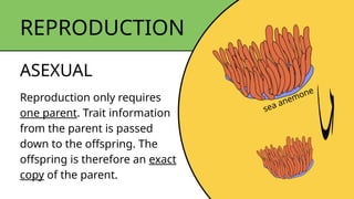 Middle School Science Lesson: Genetics, Inheritance and Variation | PPTX