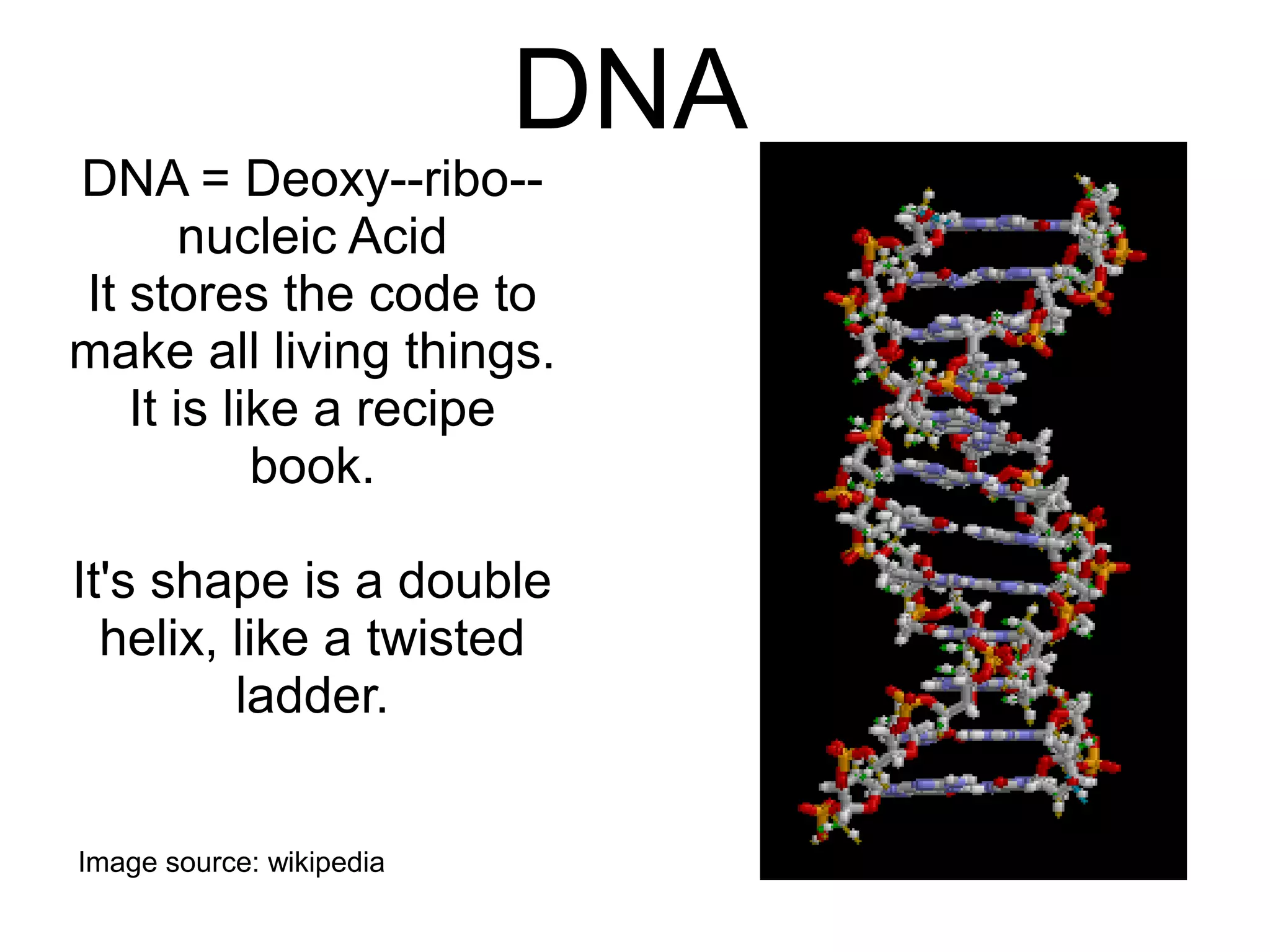 DNA
DNA = Deoxy--ribo--
       nucleic Acid
It stores the code to
make all living things.
   It is like a recipe
           book.

It's shape is a double
  helix, like a twisted
         ladder.


Image source: wikipedia
 