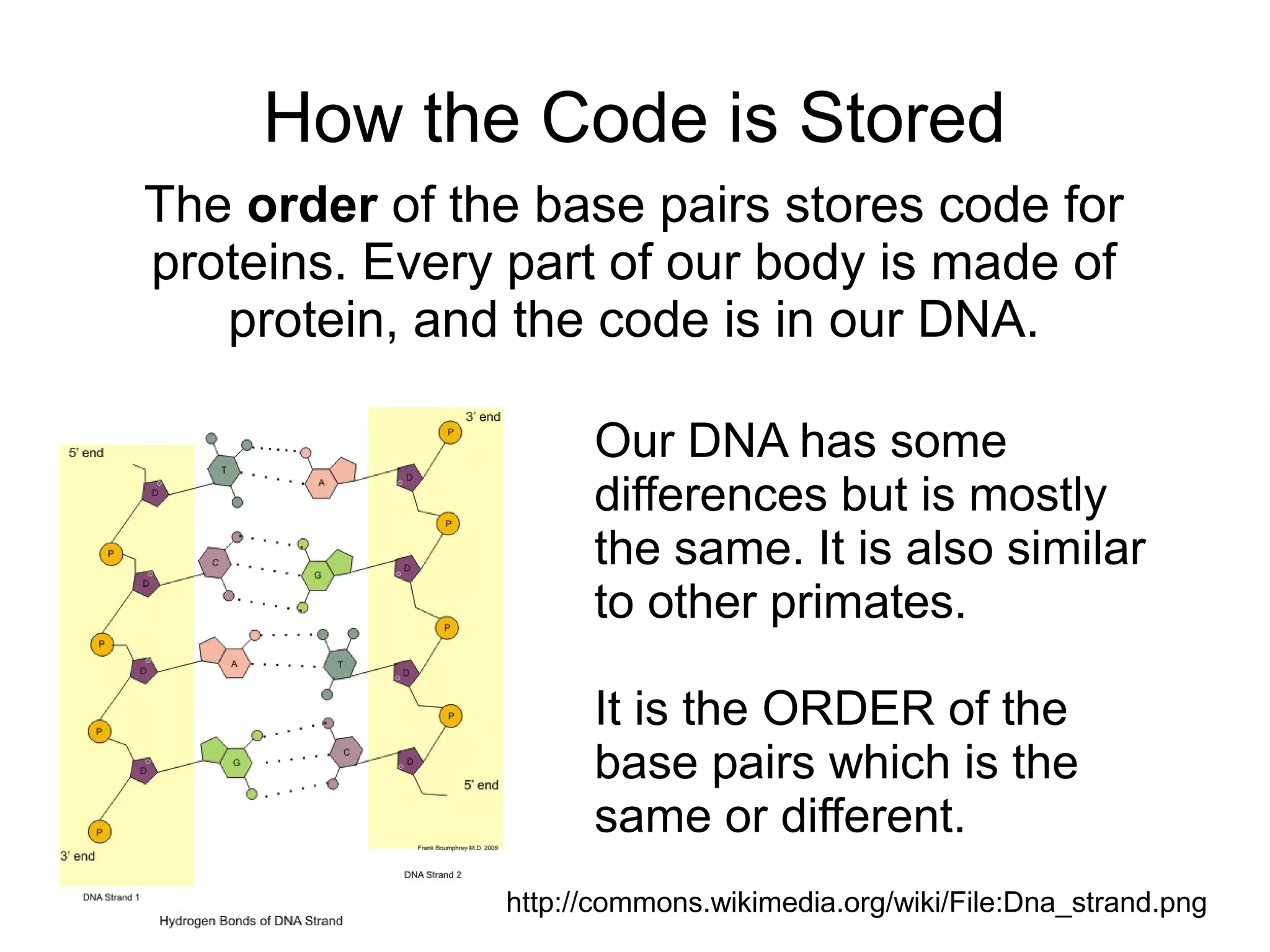 How the Code is Stored
The order of the base pairs stores code for
proteins. Every part of our body is made of
   protein, and the code is in our DNA.

                     Our DNA has some
                     differences but is mostly
                     the same. It is also similar
                     to other primates.

                     It is the ORDER of the
                     base pairs which is the
                     same or different.
               http://commons.wikimedia.org/wiki/File:Dna_strand.png
 