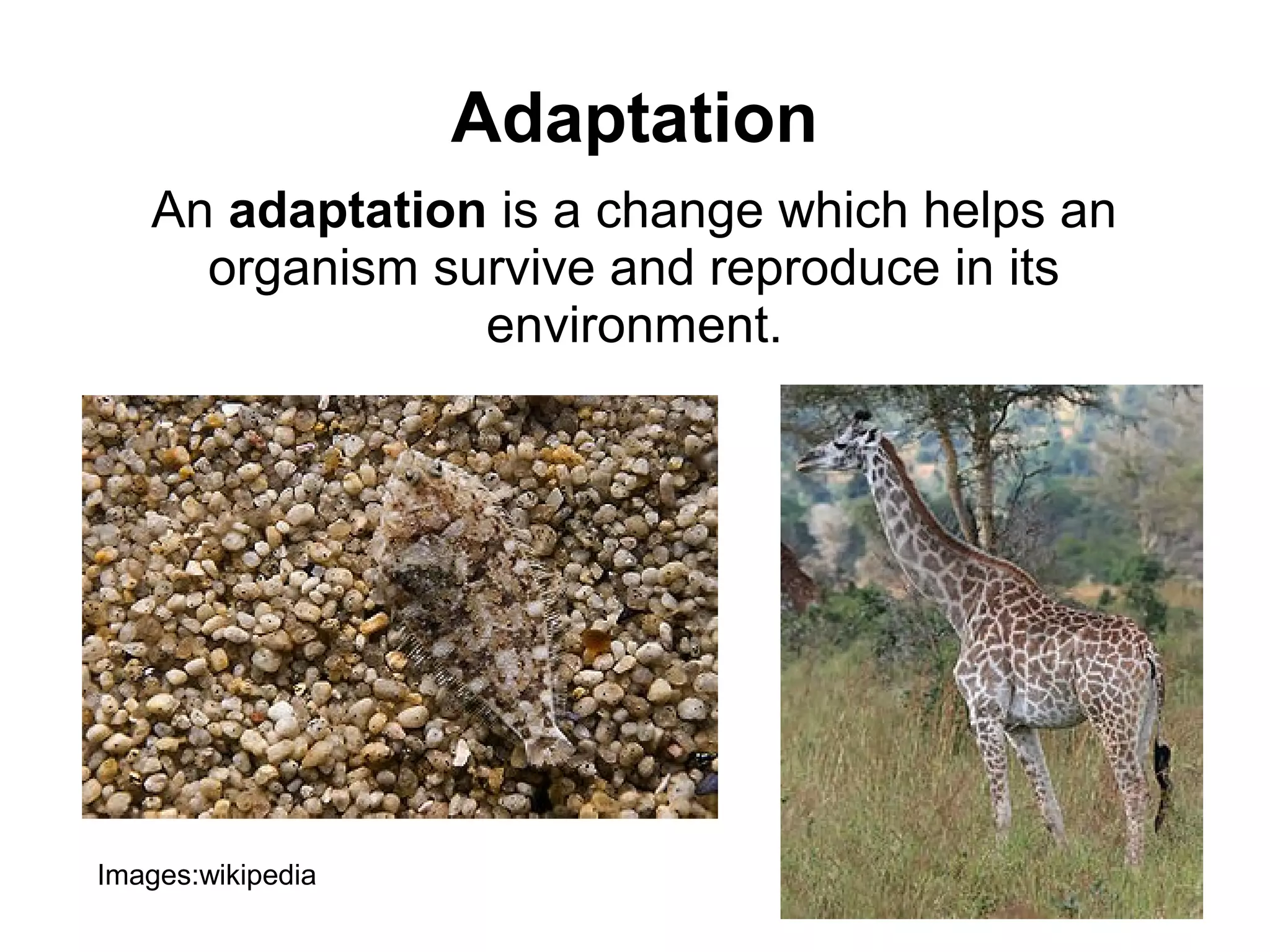 Adaptation
   An adaptation is a change which helps an
     organism survive and reproduce in its
                environment.




Images:wikipedia
 
