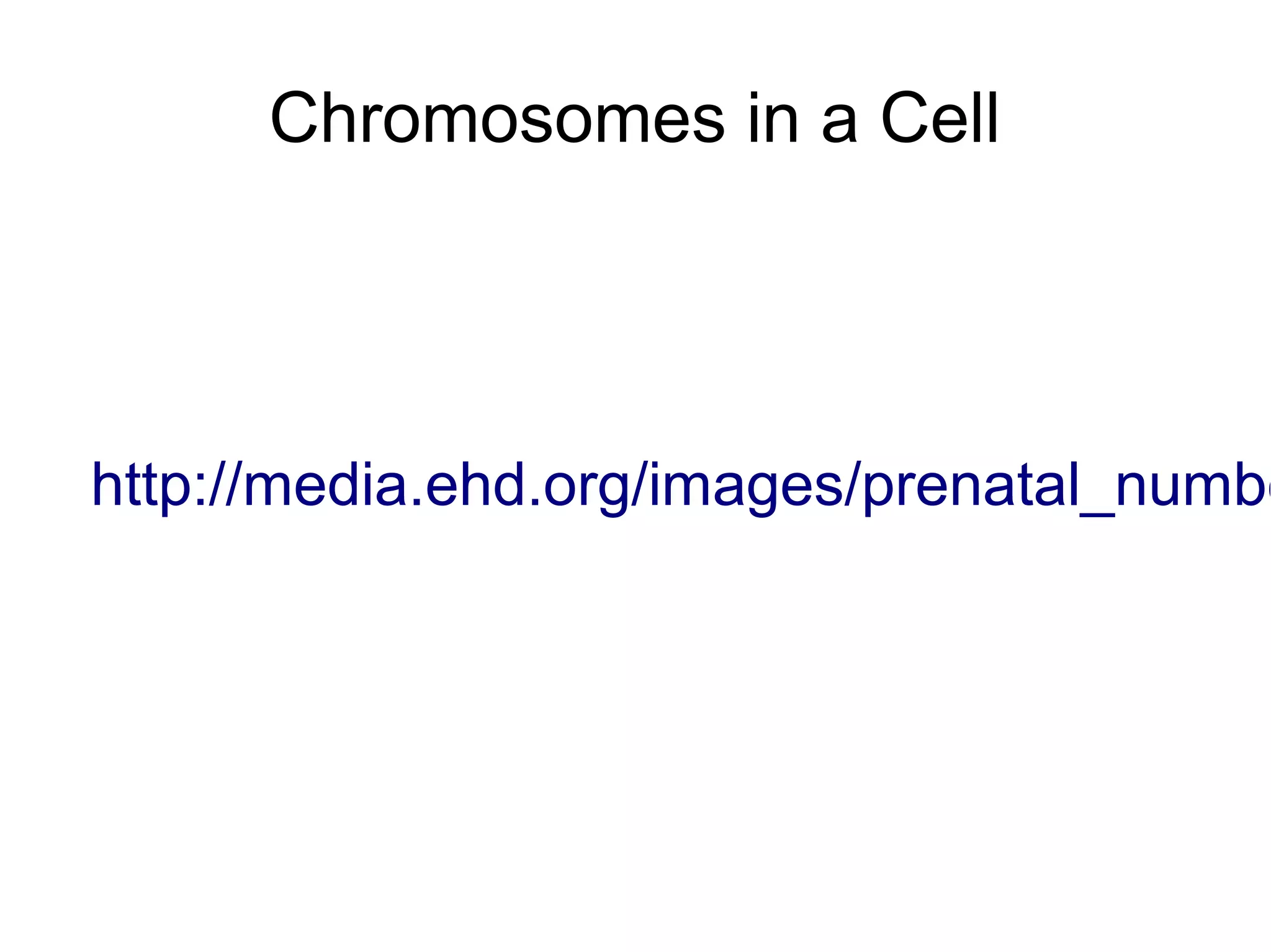 Chromosomes in a Cell




http://media.ehd.org/images/prenatal_numbe
 
