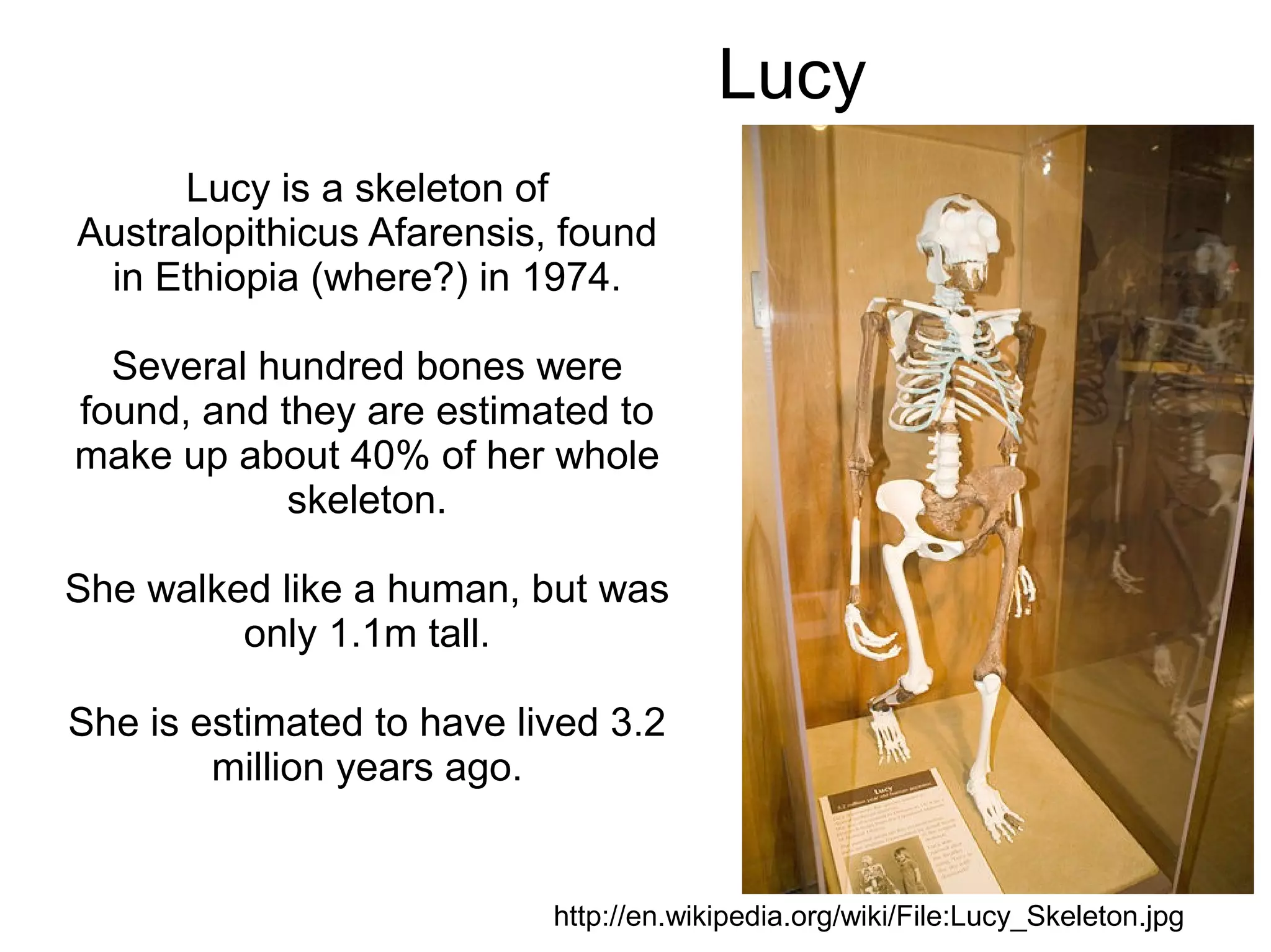 Lucy
      Lucy is a skeleton of
Australopithicus Afarensis, found
 in Ethiopia (where?) in 1974.

  Several hundred bones were
found, and they are estimated to
make up about 40% of her whole
            skeleton.

She walked like a human, but was
         only 1.1m tall.

She is estimated to have lived 3.2
        million years ago.


                           http://en.wikipedia.org/wiki/File:Lucy_Skeleton.jpg
 