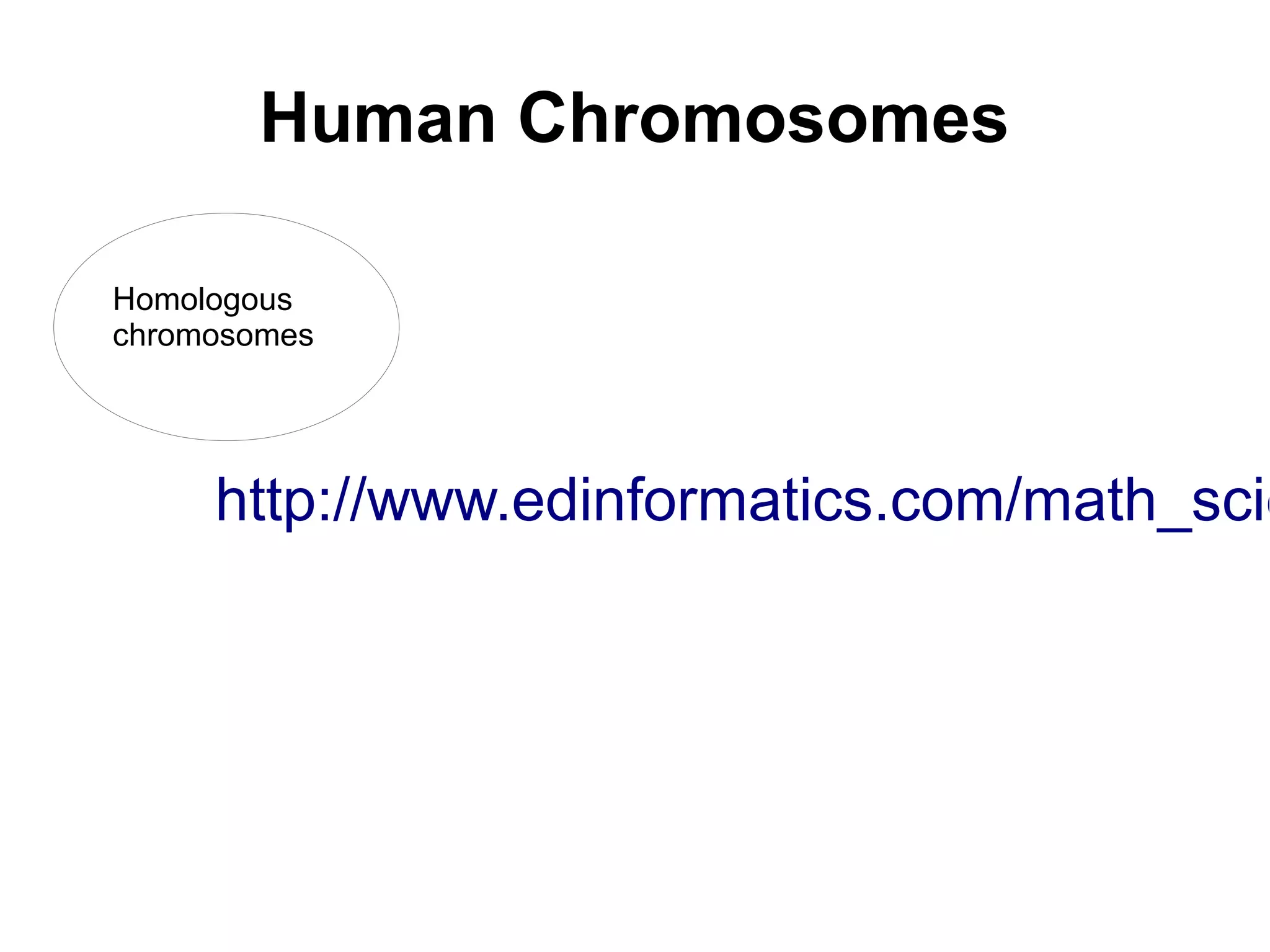 Human Chromosomes

Homologous
chromosomes




     http://www.edinformatics.com/math_scie
 