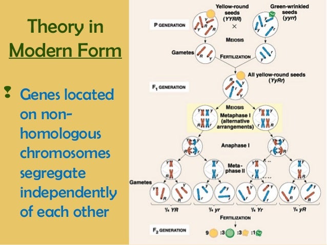 ap bio ch 29 part i View homework help - ap bio ch 29 part i from biology ap bio at rockville high school chapter 29 plant diversity i: how plants colonized land review questions part i 1 the most recent common. ap bio ch 29 part i View homework help - ap bio ch 29 part i from biology ap bio at rockville high school chapter 29 plant diversity i: how plants colonized land review questions part i 1 the most recent common.