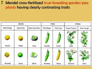  Mendel cross-fertilized true-breeding garden pea
plants having clearly contrasting traits
 