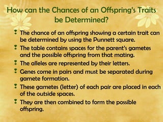 How can the Chances of an Offspring’s Traits
be Determined?
 The chance of an offspring showing a certain trait can
be determined by using the Punnett square.
 The table contains spaces for the parent’s gametes
and the possible offspring from that mating.
 The alleles are represented by their letters.
 Genes come in pairs and must be separated during
gamete formation.
 These gametes (letter) of each pair are placed in each
of the outside spaces.
 They are then combined to form the possible
offspring.
 