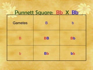 Punnett Square: Bb X Bb
bbBbb
BbBBB
bBGametes
 