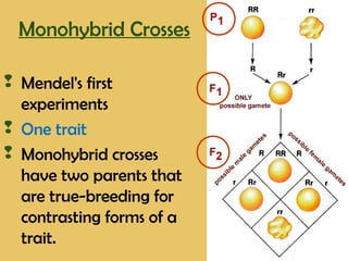 Monohybrid Crosses
 Mendel's first
experiments
 One trait
 Monohybrid crosses
have two parents that
are true-breeding for
contrasting forms of a
trait.
 