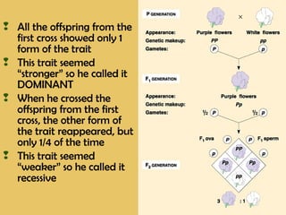  All the offspring from the
first cross showed only 1
form of the trait
 This trait seemed
“stronger” so he called it
DOMINANT
 When he crossed the
offspring from the first
cross, the other form of
the trait reappeared, but
only 1/4 of the time
 This trait seemed
“weaker” so he called it
recessive
 