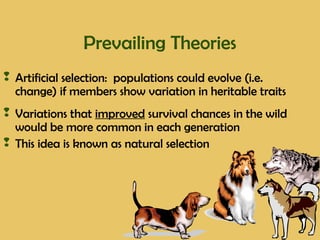  Artificial selection: populations could evolve (i.e.
change) if members show variation in heritable traits
 Variations that improved survival chances in the wild
would be more common in each generation
 This idea is known as natural selection
Prevailing Theories
 