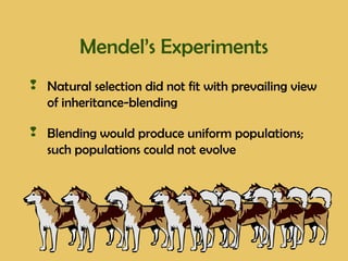 Mendel’s Experiments
 Natural selection did not fit with prevailing view
of inheritance-blending
 Blending would produce uniform populations;
such populations could not evolve
 