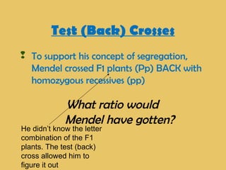 Test (Back) Crosses
 To support his concept of segregation,
Mendel crossed F1 plants (Pp) BACK with
homozygous recessives (pp)
What ratio would
Mendel have gotten?
He didn’t know the letter
combination of the F1
plants. The test (back)
cross allowed him to
figure it out
 