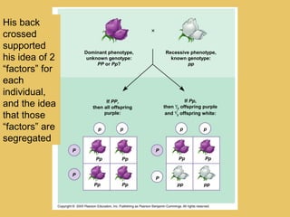 Dominant phenotype,
unknown genotype:
PP or Pp?
If PP,
then all offspring
purple:
p p
P
P
Pp Pp
Pp Pp
If Pp,
then 1
2 offspring purple
and 1
2 offspring white:
p p
P
P
pp pp
Pp Pp
Recessive phenotype,
known genotype:
pp
His back
crossed
supported
his idea of 2
“factors” for
each
individual,
and the idea
that those
“factors” are
segregated
 