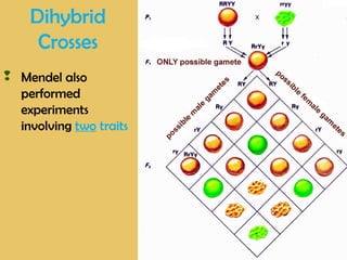 Dihybrid
Crosses
 Mendel also
performed
experiments
involving two traits
 