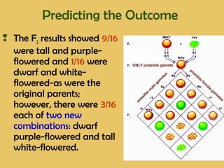 Predicting the Outcome
 The F2 results showed 9/16
were tall and purple-
flowered and 1/16 were
dwarf and white-
flowered-as were the
original parents;
however, there were 3/16
each of two new
combinations: dwarf
purple-flowered and tall
white-flowered.
 