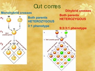 Out comes
Monohybrid crosses
Both parents
HETEROZYGOUS
3:1 phenotype
Dihybrid crosses
Both parents
HETEROZYGOUS
9:3:3:1 phenotype
 