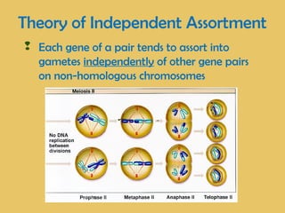 Theory of Independent Assortment
 Each gene of a pair tends to assort into
gametes independently of other gene pairs
on non-homologous chromosomes
 