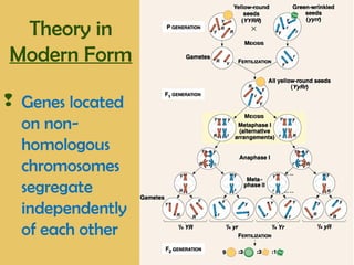 Theory in
Modern Form
 Genes located
on non-
homologous
chromosomes
segregate
independently
of each other
 