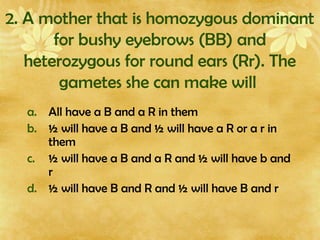 2. A mother that is homozygous dominant
for bushy eyebrows (BB) and
heterozygous for round ears (Rr). The
gametes she can make will
a. All have a B and a R in them
b. ½ will have a B and ½ will have a R or a r in
them
c. ½ will have a B and a R and ½ will have b and
r
d. ½ will have B and R and ½ will have B and r
 