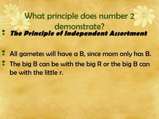 What principle does number 2
demonstrate?
 The Principle of Independent Assortment
 All gametes will have a B, since mom only has B.
 The big B can be with the big R or the big B can
be with the little r.
 