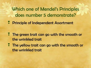 Which one of Mendel’s Principles
does number 5 demonstrate?
 Principle of Independent Assortment
 The green trait can go with the smooth or
the wrinkled trait
 The yellow trait can go with the smooth or
the wrinkled trait
 