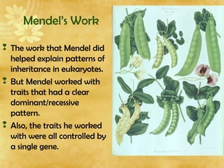 Mendel’s Work
 The work that Mendel did
helped explain patterns of
inheritance in eukaryotes.
 But Mendel worked with
traits that had a clear
dominant/recessive
pattern.
 Also, the traits he worked
with were all controlled by
a single gene.
 