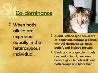 Co-dominance
 When both
alleles are
expressed
equally in the
heterozygous
individual.
 A and B blood type alleles are
co-dominant, because a person
with AB genotype will have
both A and B blood proteins.
 Black and orange color in cats
are co-dominant, because a
heterozygous female will have
both orange and black hair.
 