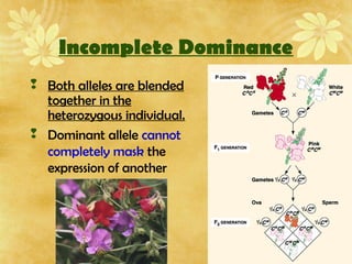 Incomplete Dominance
 Both alleles are blended
together in the
heterozygous individual.
 Dominant allele cannot
completely mask the
expression of another
 