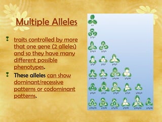 Multiple Alleles
 traits controlled by more
that one gene (2 alleles)
and so they have many
different possible
phenotypes.
 These alleles can show
dominant/recessive
patterns or codominant
patterns.
 
