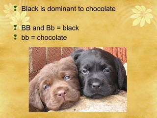  Black is dominant to chocolate
 BB and Bb = black
 bb = chocolate
 