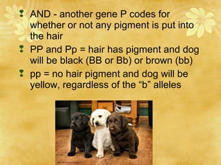  AND - another gene P codes for
whether or not any pigment is put into
the hair
 PP and Pp = hair has pigment and dog
will be black (BB or Bb) or brown (bb)
 pp = no hair pigment and dog will be
yellow, regardless of the “b” alleles
 