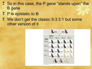  So in this case, the P gene “stands upon” the
B gene
 P is epistatic to B
 We don’t get the classic 9:3:3:1 but some
other version of it
 